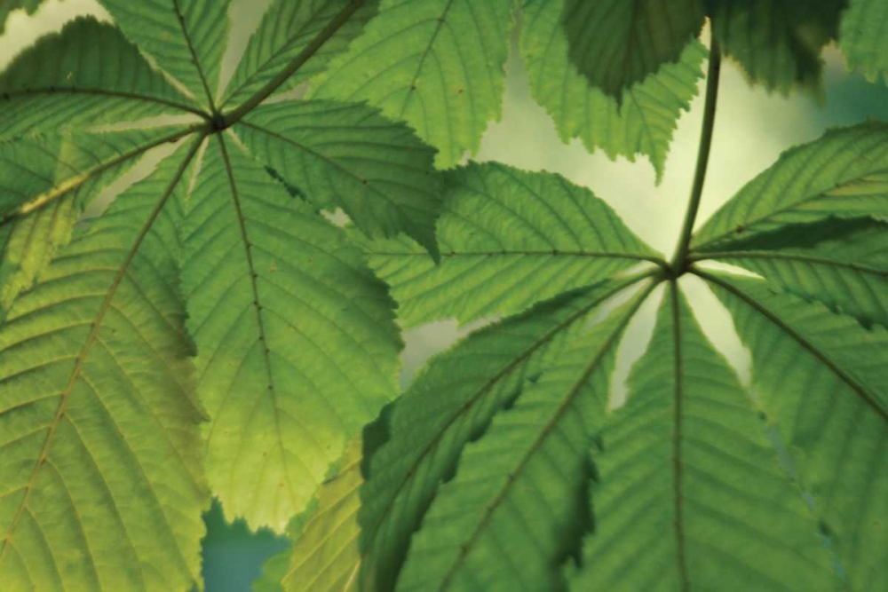 Chestnut Leaves Duet I Green