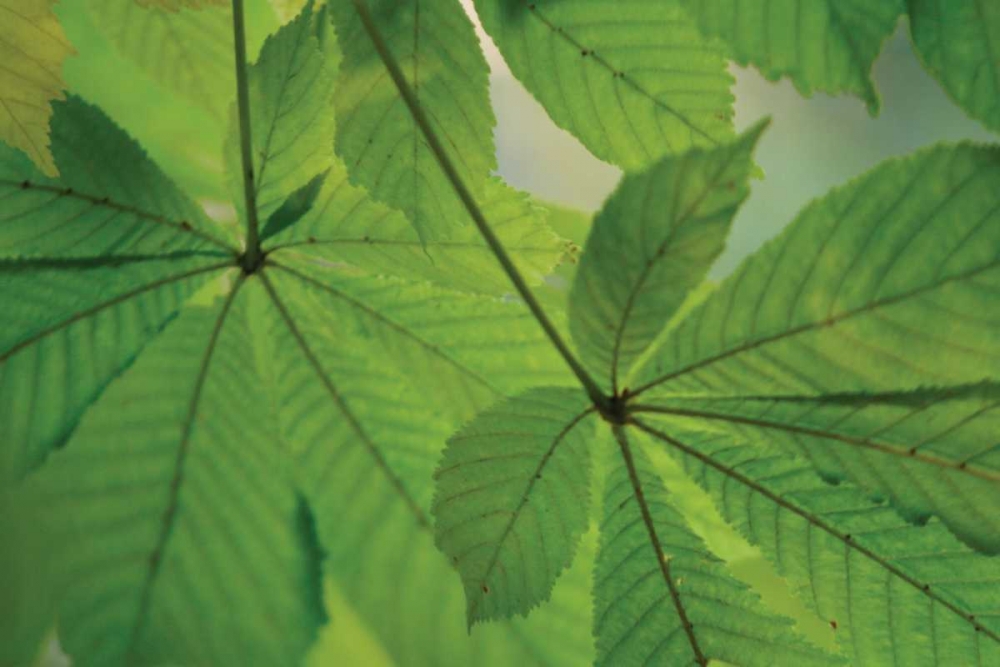 Chestnut Leaves Duet II Green