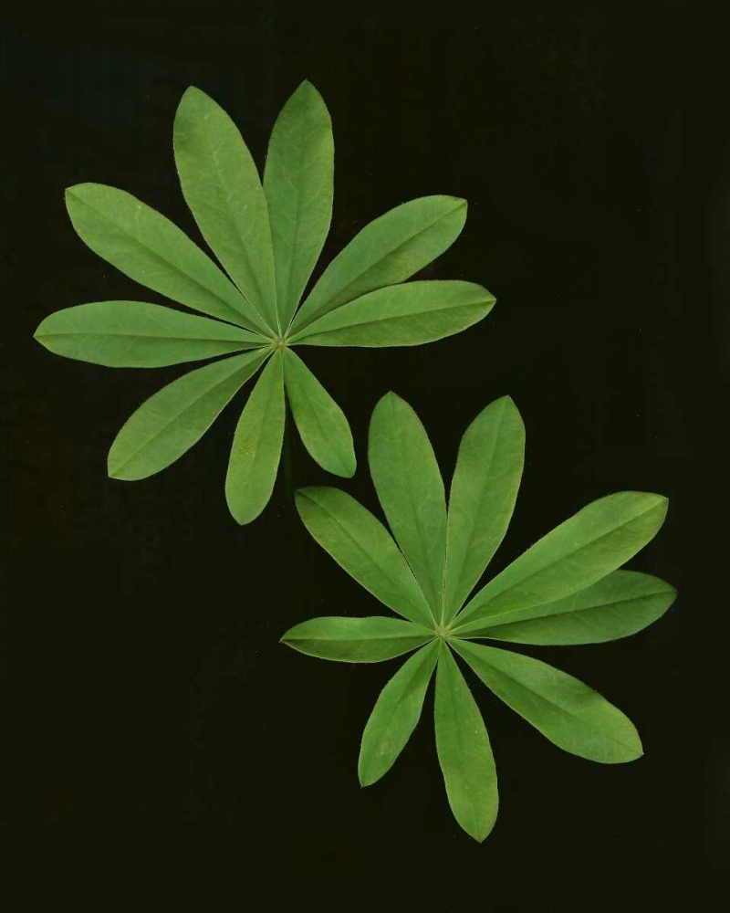 Green Leaves I