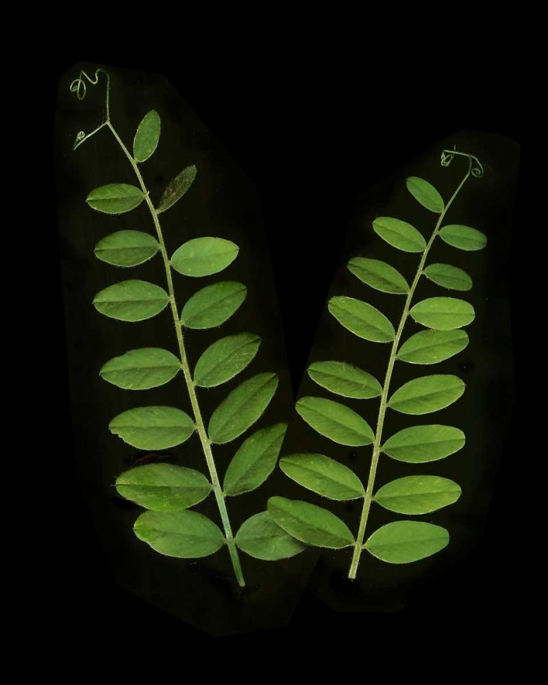 Green Leaves II