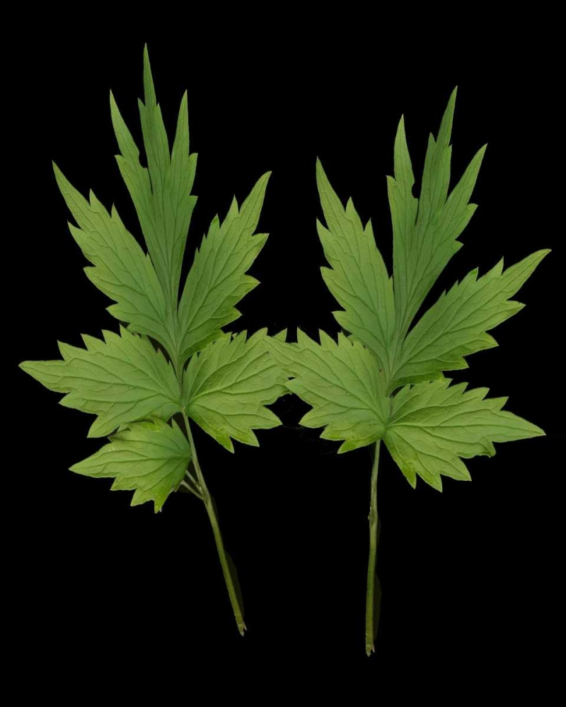 Green Leaves III