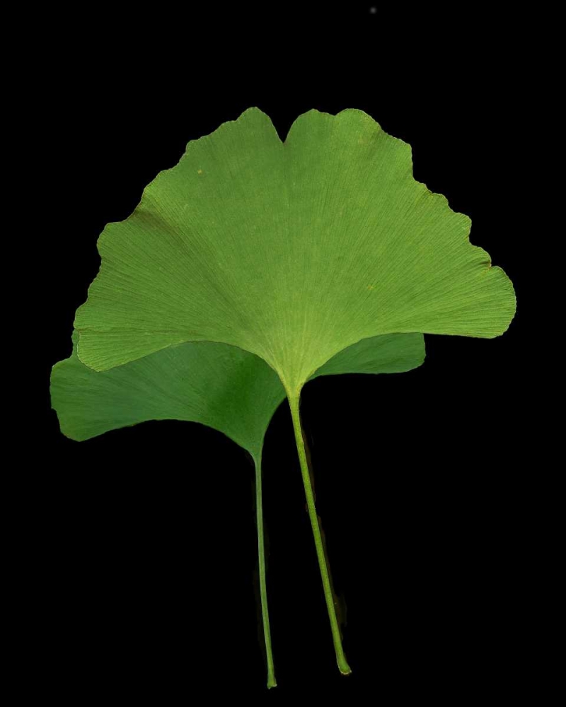 Green Leaves IV