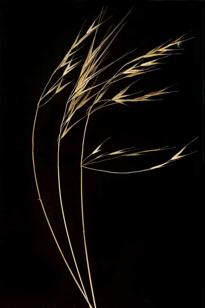 Grass Mosaic II