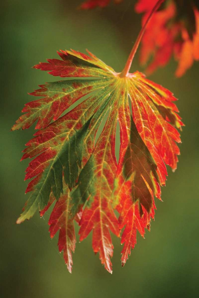 Autumn Leaf Paradise I