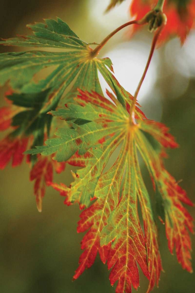 Autumn Leaf Paradise II