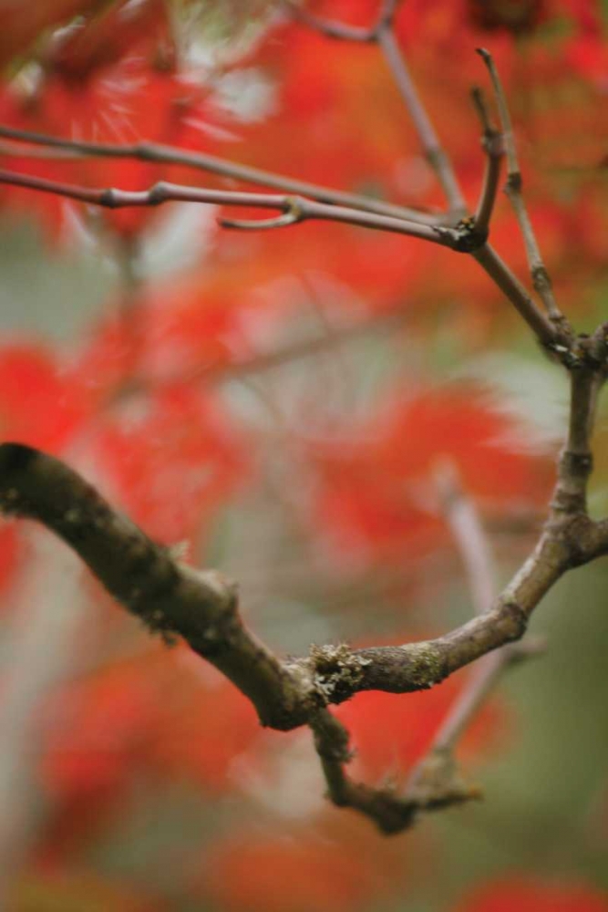 Autumn Tree Dance I