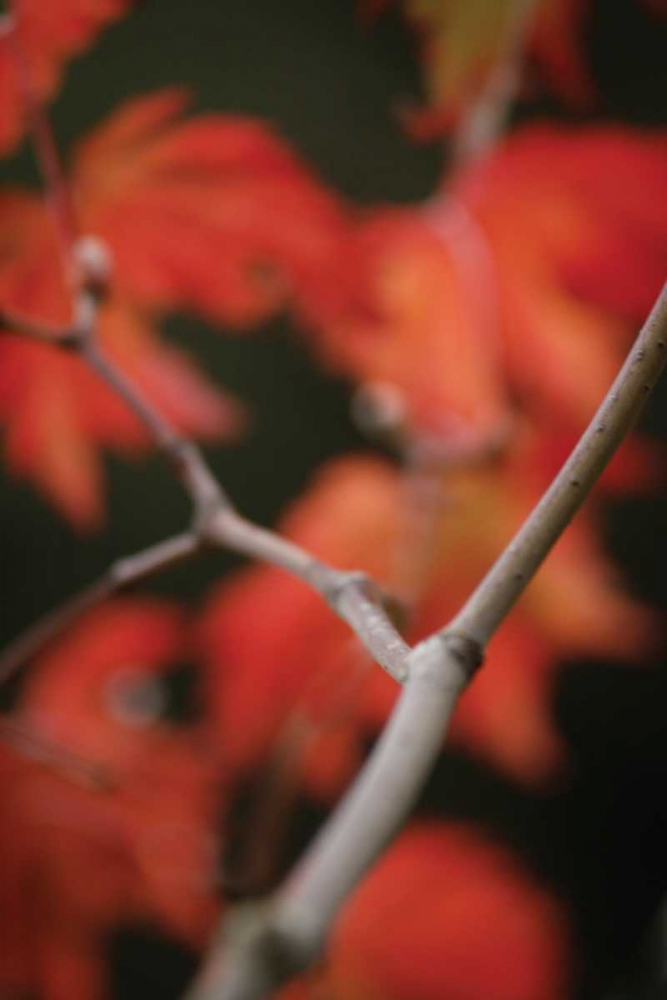 Autumn Tree Dance II