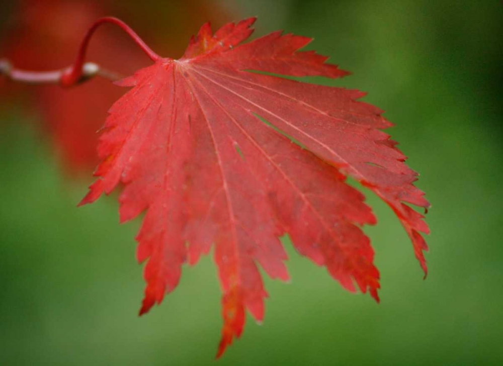 Maple Leaf Portrait IV