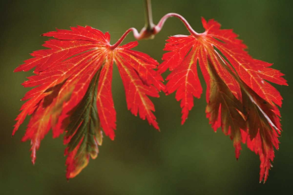 Maple Leaf Portrait V