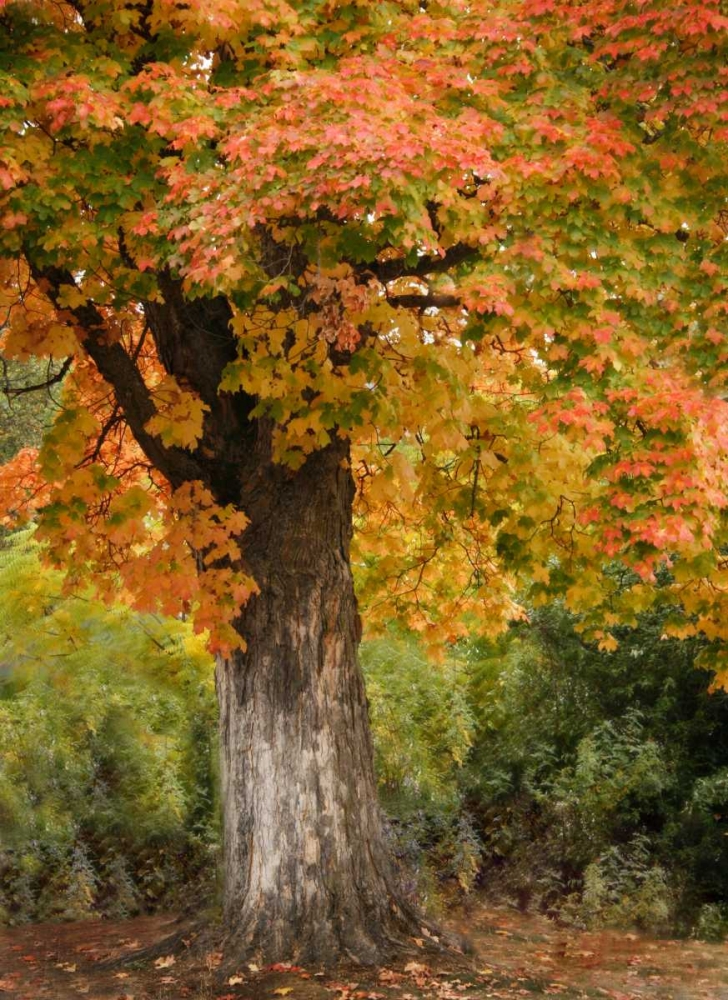 Fall Maple Fever I