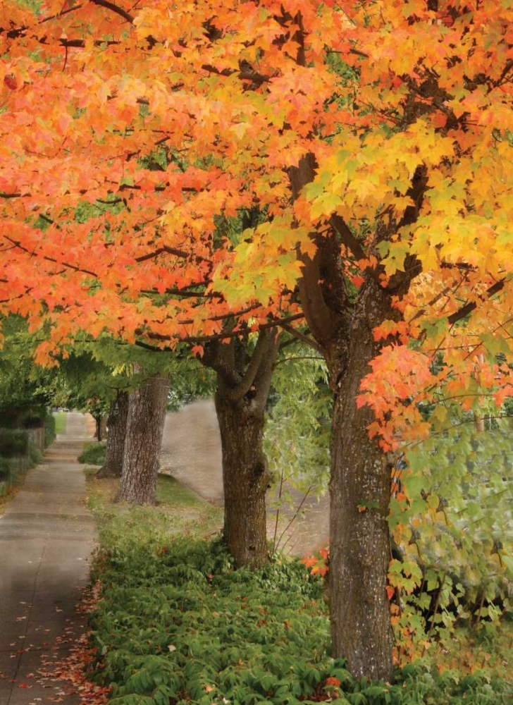Fall Maple Fever II