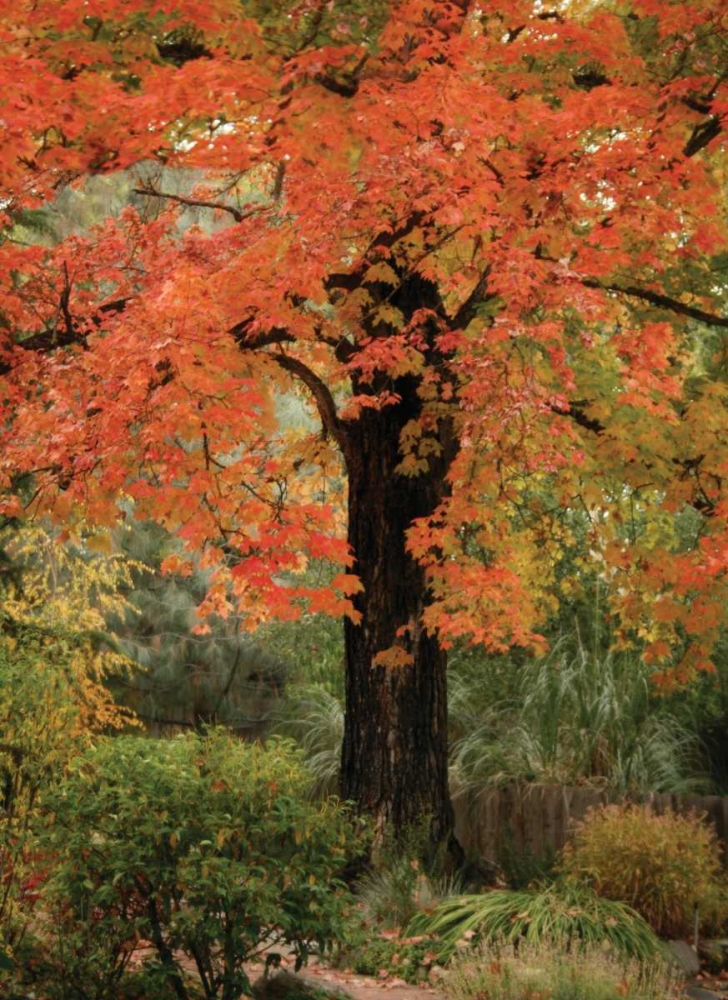Fall Maple Fever III