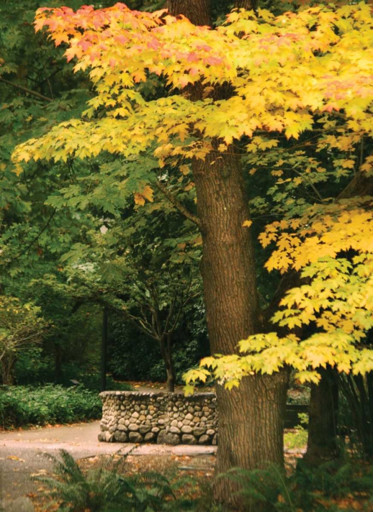 Fall Maple Fever XI