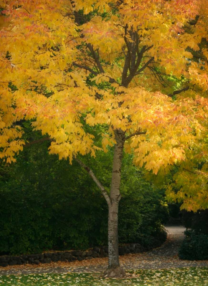 Fall Maple Fever VI
