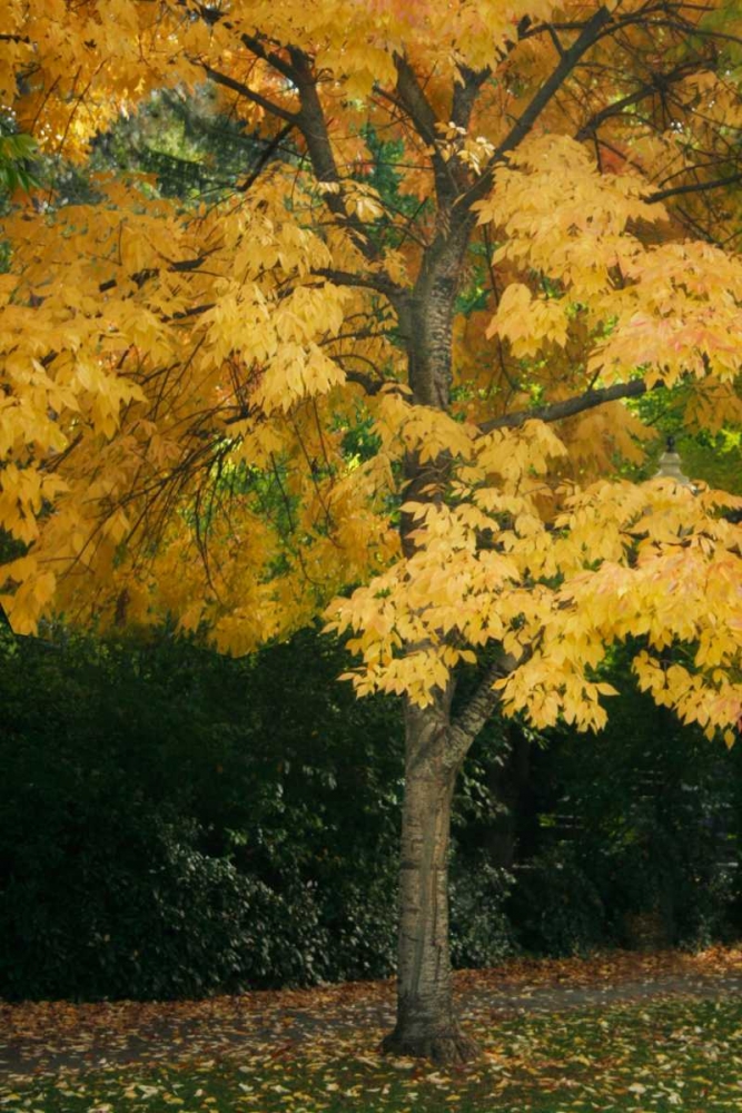 Fall Maple Fever VII