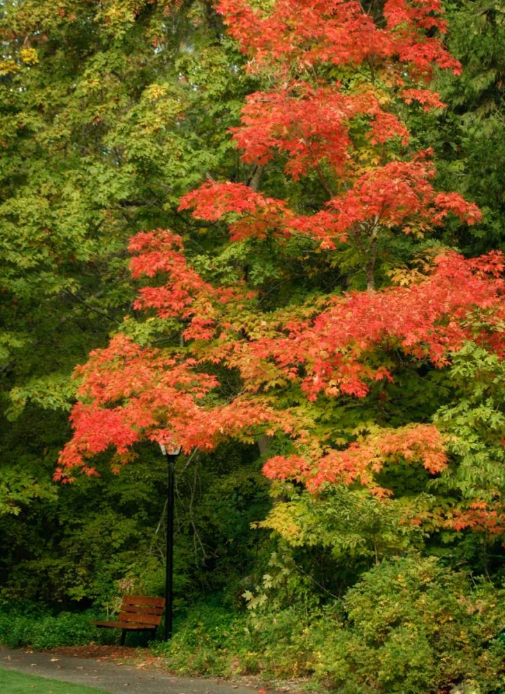 Fall Maple Fever VIII