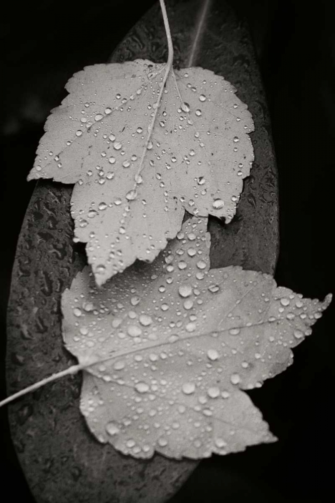 Water Leaf I BandW