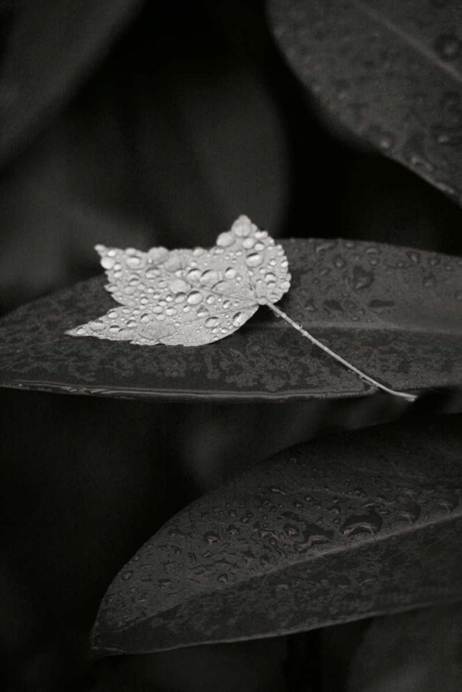Water Leaf II BandW