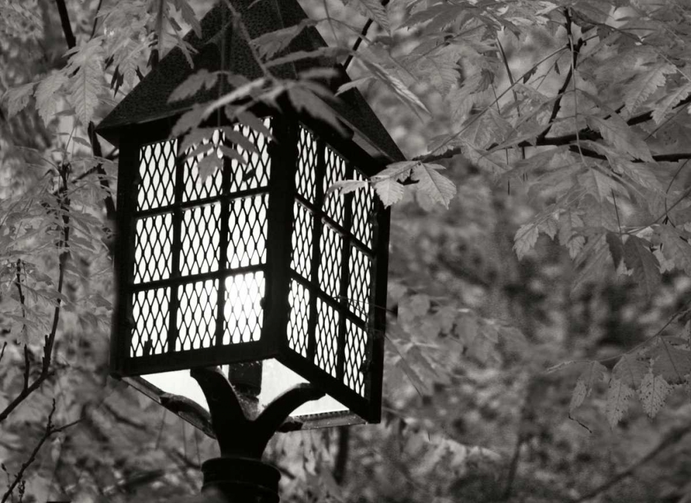 Fall Lighting I BandW