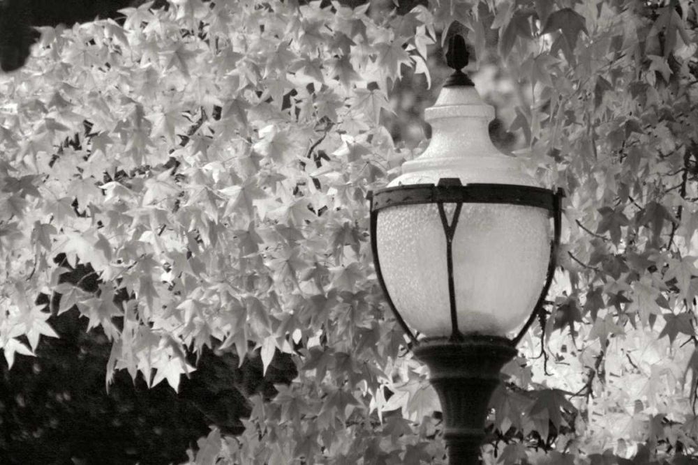 Fall Lighting II BandW