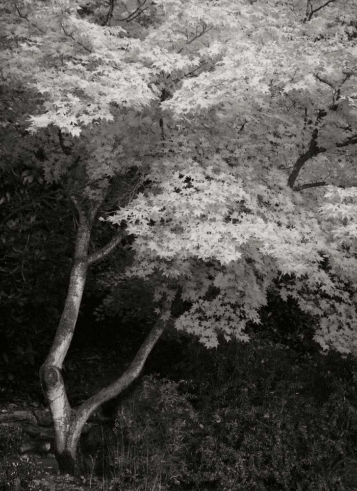 Maple Beauty I BandW