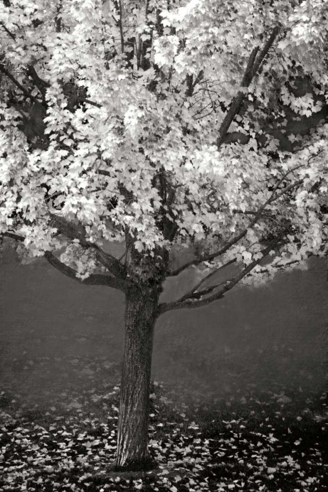 Maple Beauty II BandW