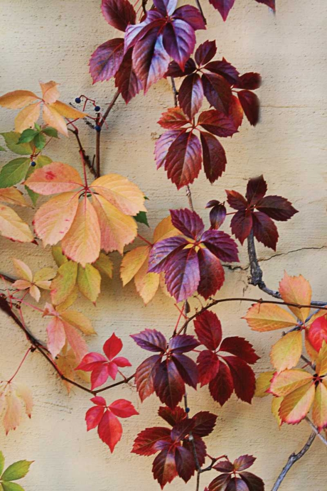 Vine Leaf Romance I