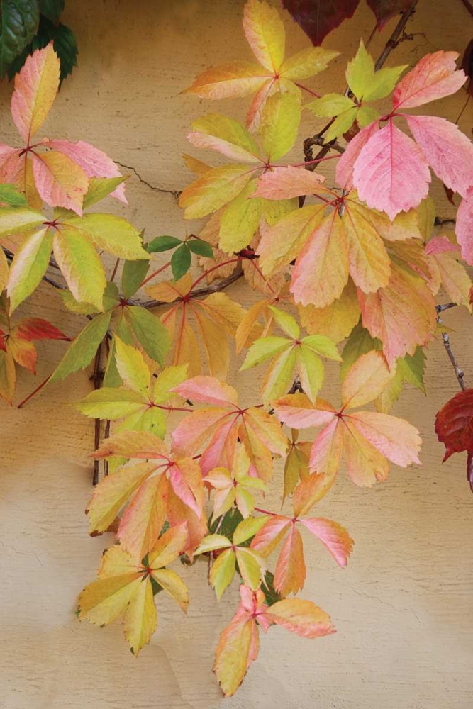 Vine Leaf Romance II