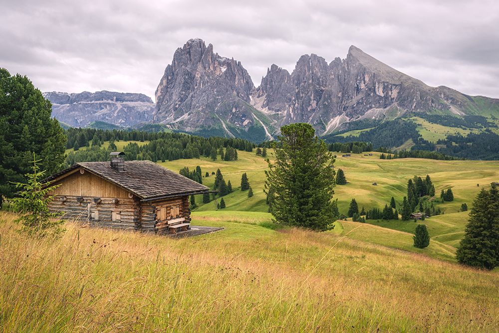 Alpine Meadow II