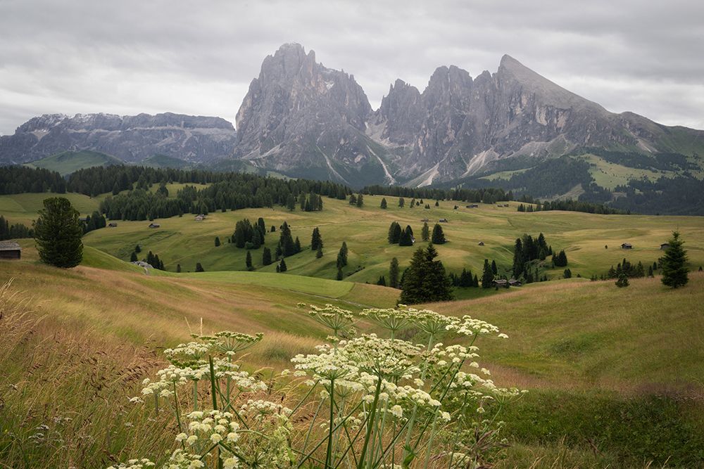 Alpine Wildflowers I