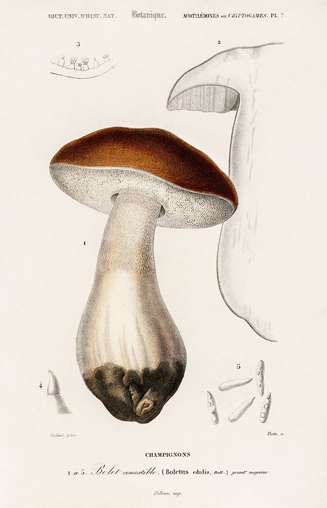 Champignon