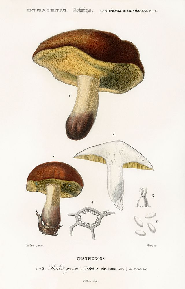 Champignons