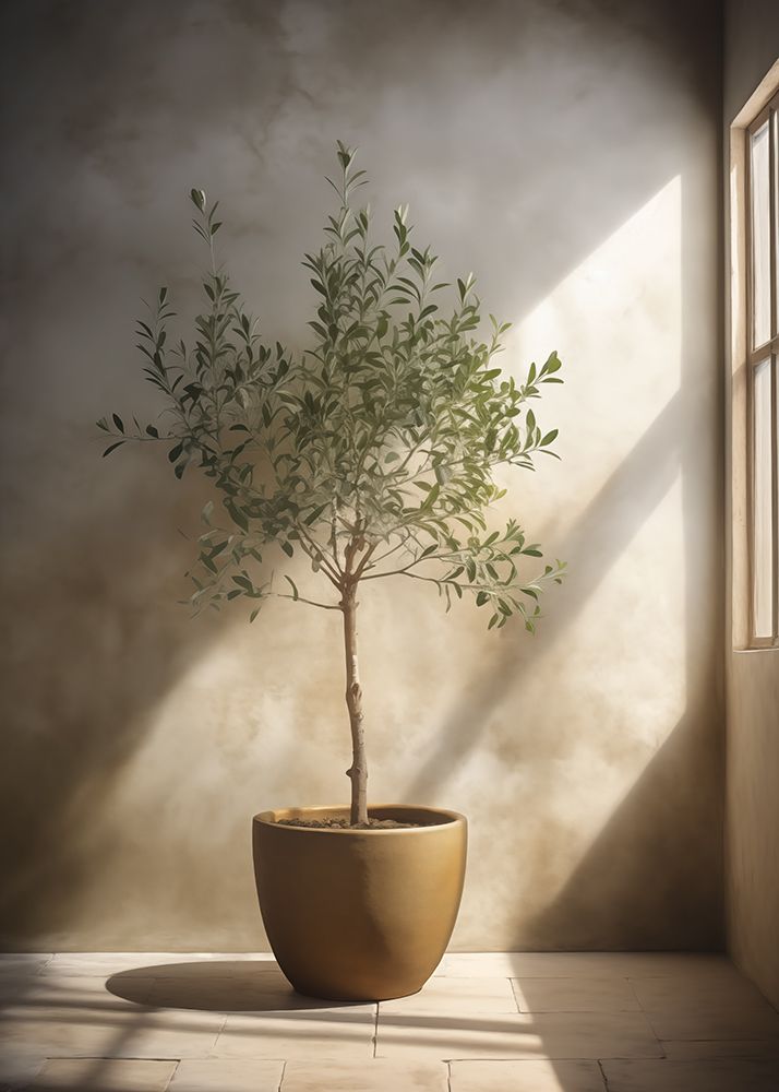 Mediterranean Olive Tree No 1