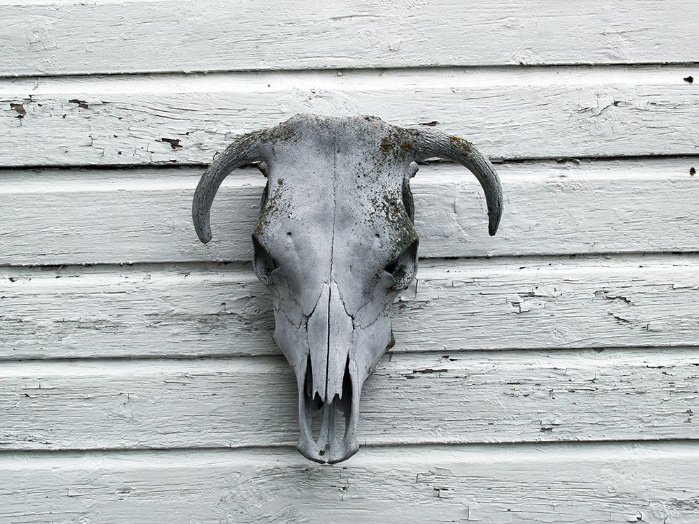 Skeleton of Calfs head