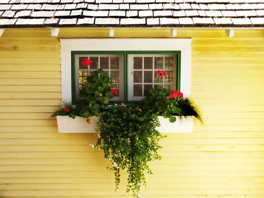 Flower Pot In Window