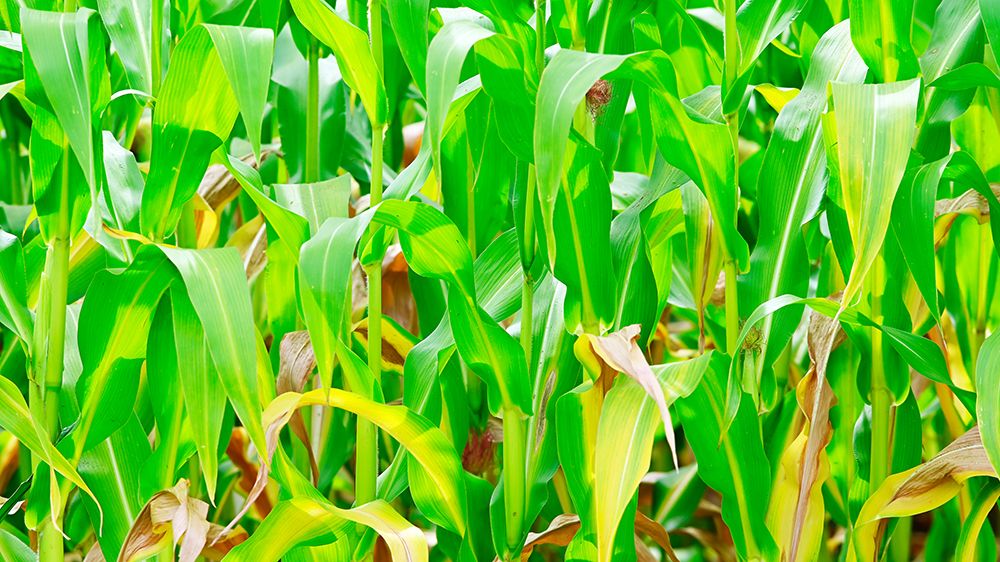 The Leaves of Corn on the Cob