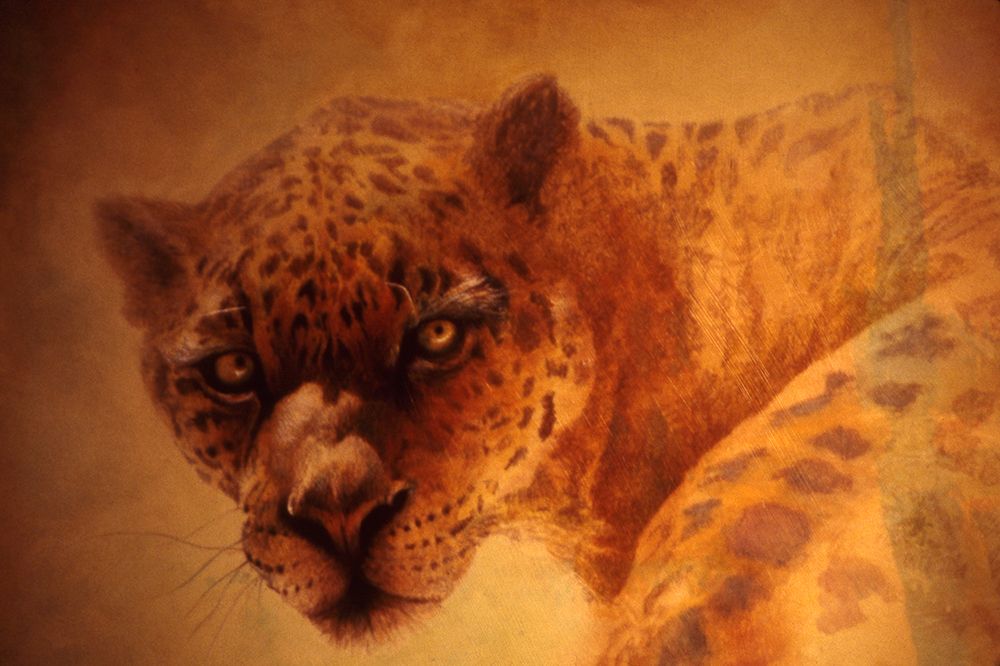 The Leopard