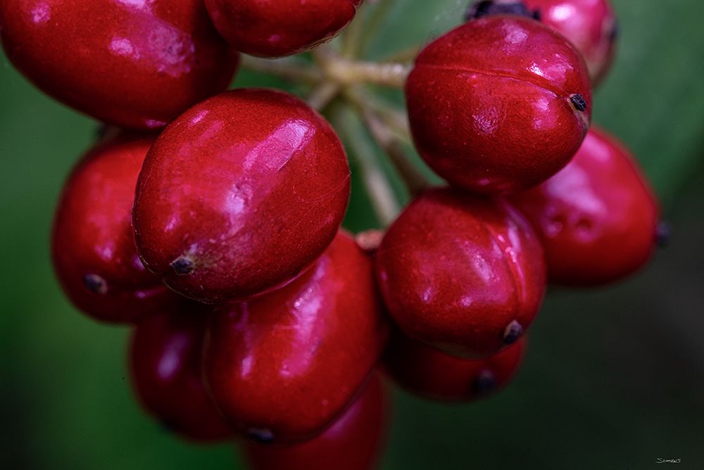 Macro 09