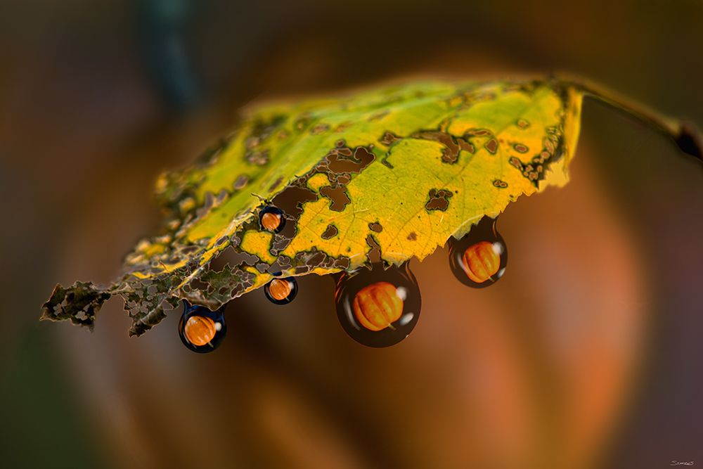 Halloween Pumpkin Drops 01