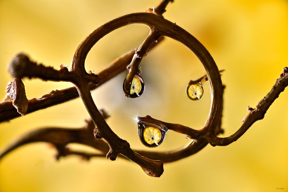 Fruit Macros_18
