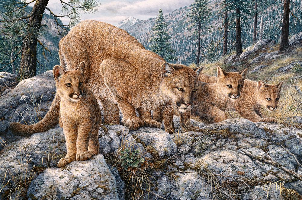 Cat Family
