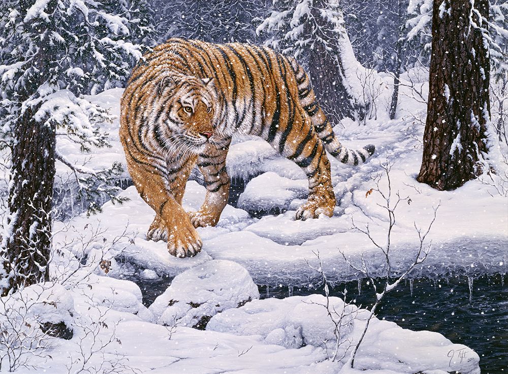 Silent Hunter- Siberian Tiger