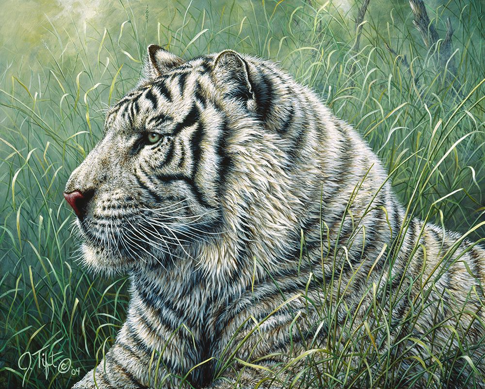 White Tiger
