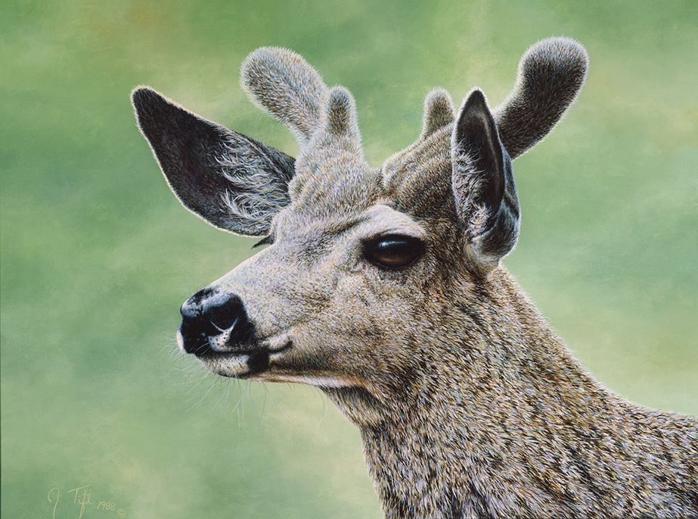 Mule Deer In Velvet