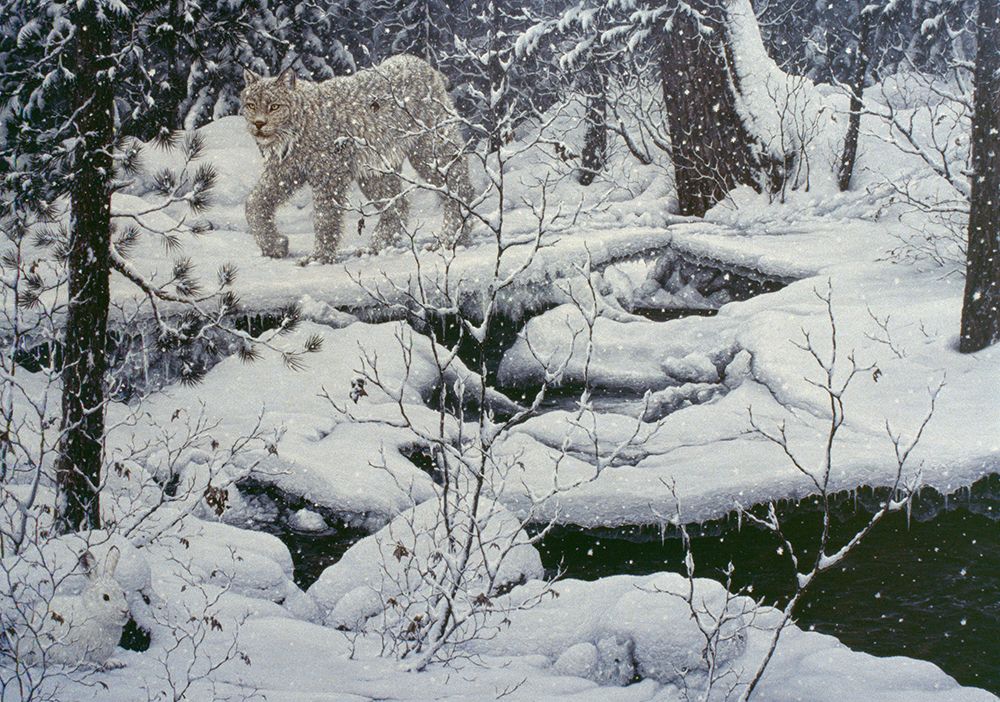 Canadian Lynx And Snowshoe Hare