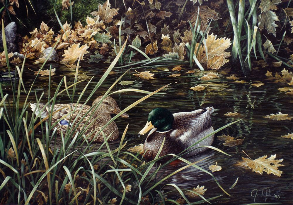 Mallards