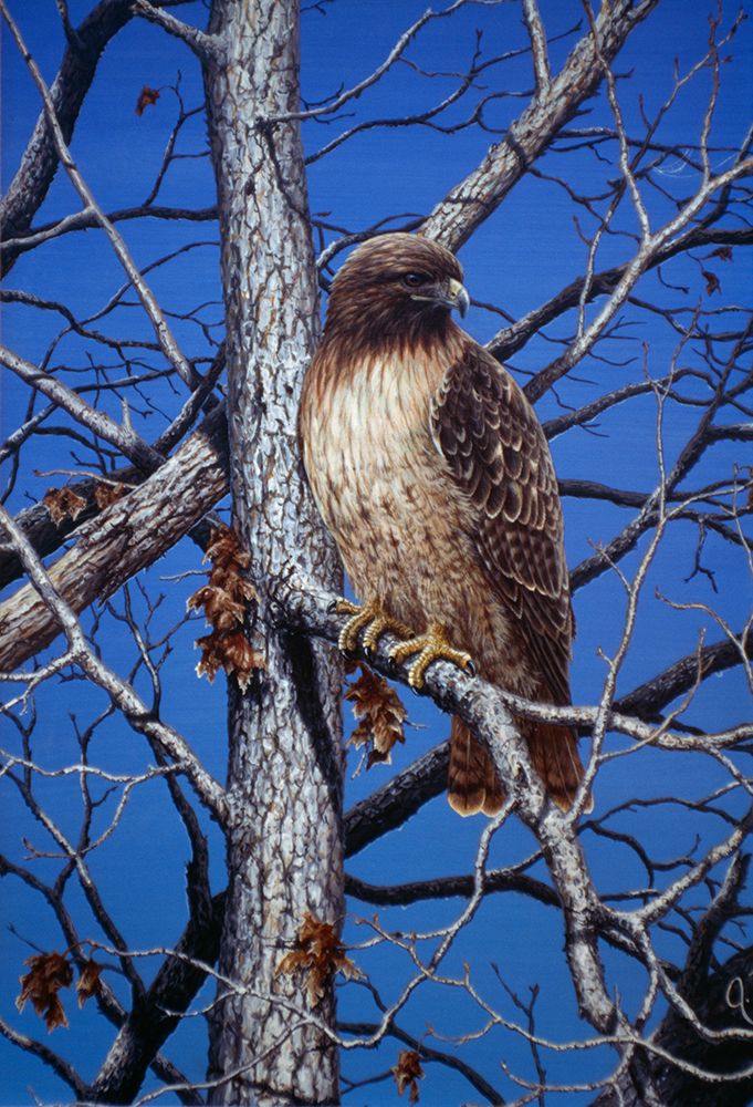 Red Tailed Hawk
