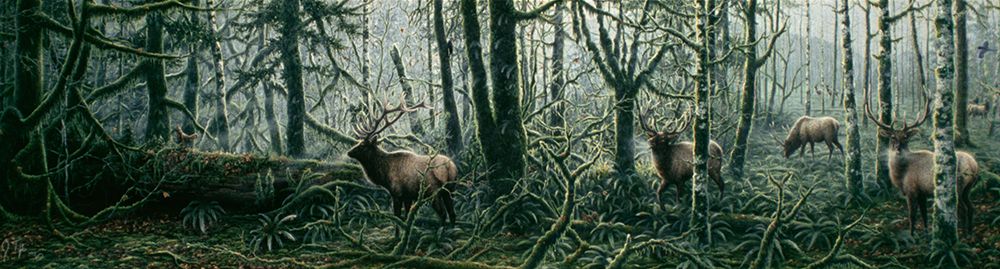 Enchanted Forest