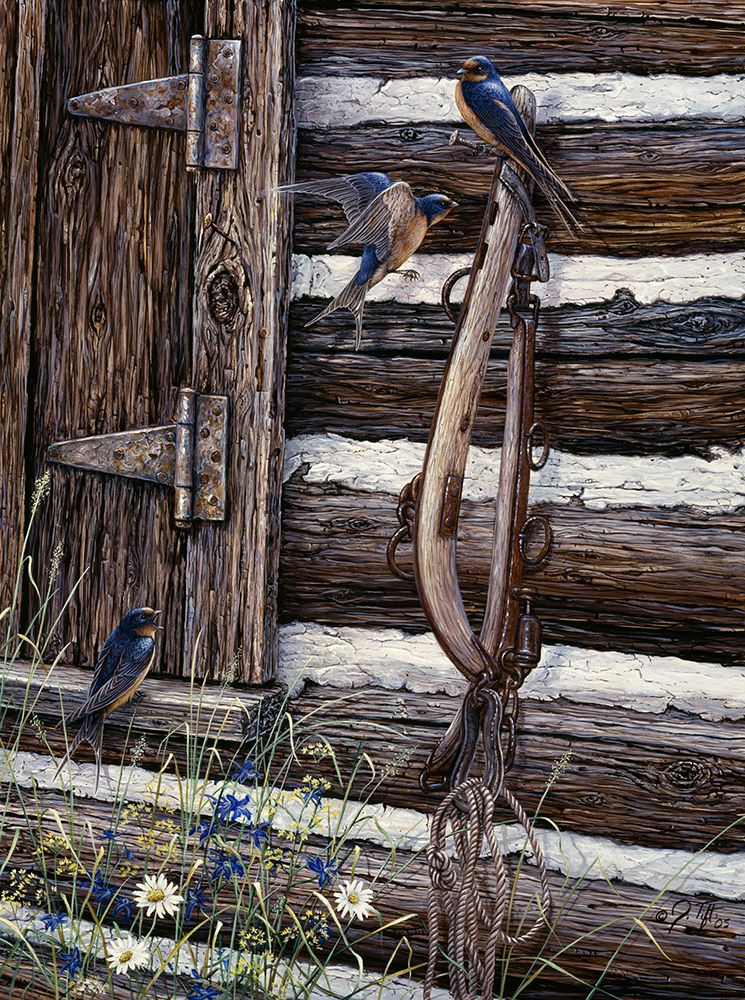 Barn Swallows