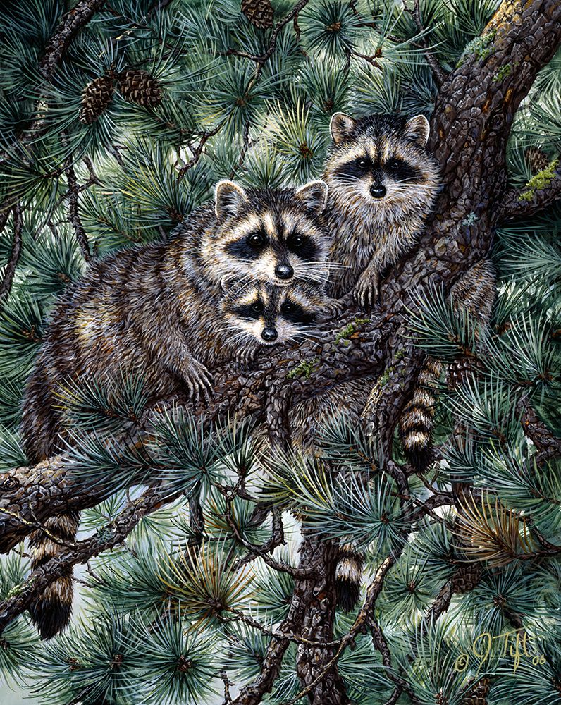 Racoons